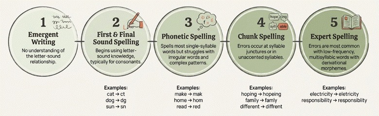 Infographic illustrating five stages of spelling development: 1. Emergent Writing, 2. First & Final Sound Spelling, 3. Phonetic Spelling, 4. Chunk Spelling, and 5. Expert Spelling. Each stage is accompanied by a brief description and examples.